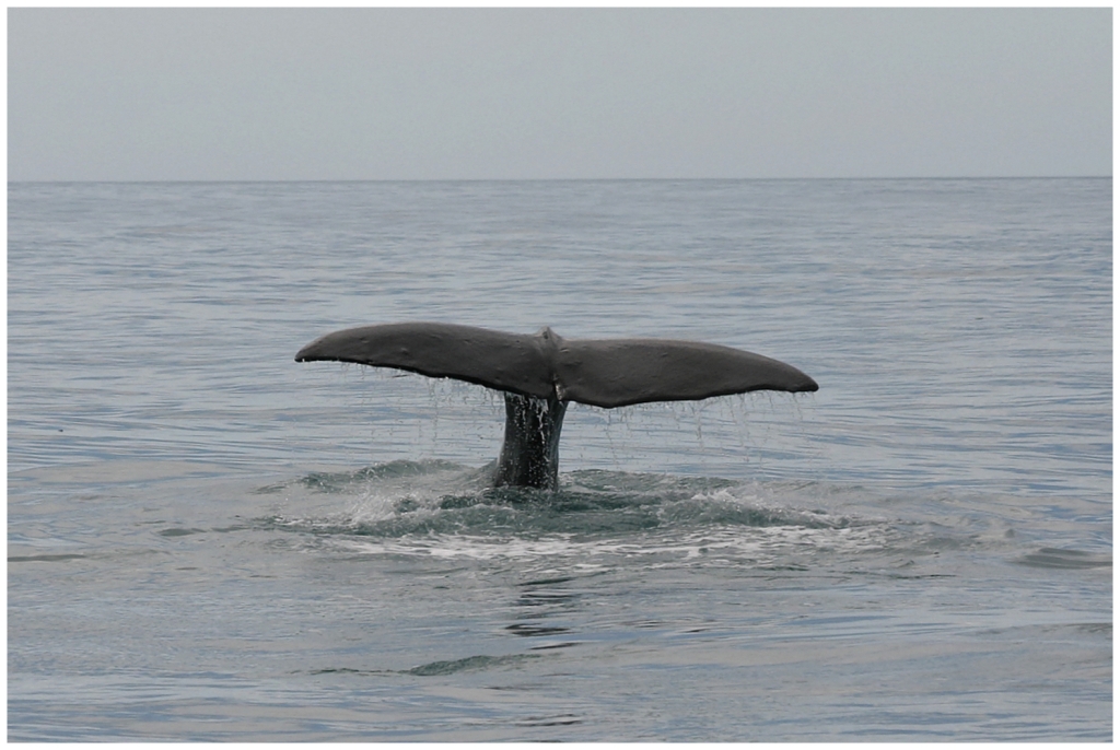 14 - Kaikoura (25).jpg